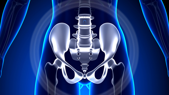 Pelve feminina e masculina - Anatomia dos ossos do quadril