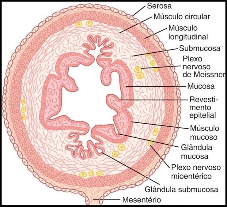 Pólipo e Câncer Colorretal